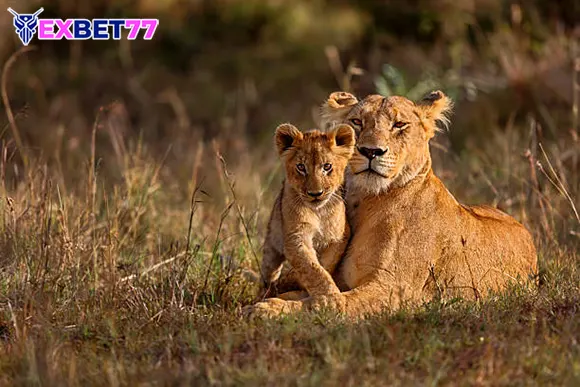 ibu singa dan anak singa